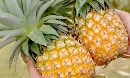 How to Determine if a Pineapple is Ripe:A Comprehensive Guide