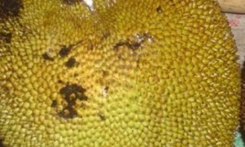 The Ultimate Guide to Ripening Jackfruit Overnight:Fast and Effective Methods