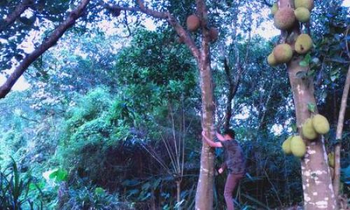 The Ripening Journey of Jackfruit:How Long Does It Take to Mature After Harvest?