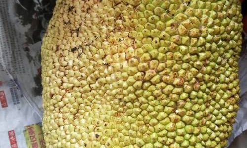 The Ripening Journey of Jackfruit:How Long Does It Take to Mature After Harvest?