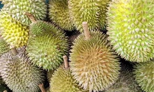 Mastering the Art of Cooking Jackfruit:Delicious Recipes and Techniques for Every Palate