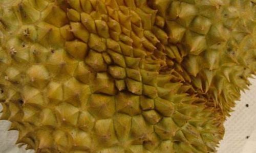 The Great Jackfruit Debate:Choosing Between Elongated and Round Varieties