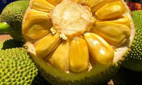 Can Jackfruit Be Refrigerated to Preserve Freshness?A Comprehensive Guide to Storage and Shelf Life
