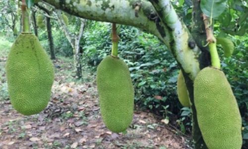 Can Jackfruit Meat Be Frozen?A Comprehensive Guide to Preserving This Tropical Delight