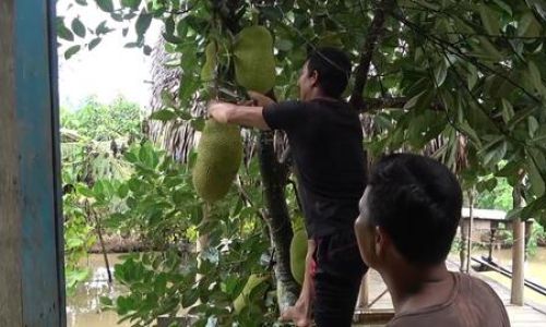 Can Jackfruit Be Consumed After a Day?A Comprehensive Guide to Storage and Safety