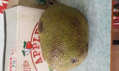 Is Sour Jackfruit Spoiled?Decoding the Taste,Ripeness,and Safety of This Tropical Giant