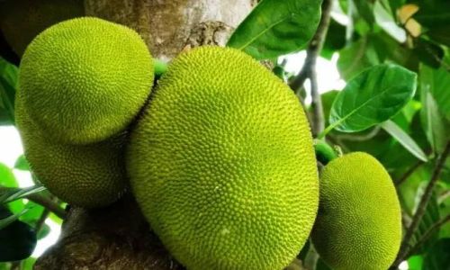 From Waste to Wonder:A Comprehensive Guide to Processing and Utilizing Jackfruit Seeds