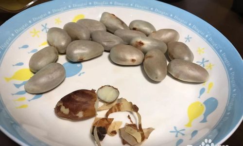 Delicious and Nutritious:Creative Ways to Prepare and Cook Jackfruit Seeds