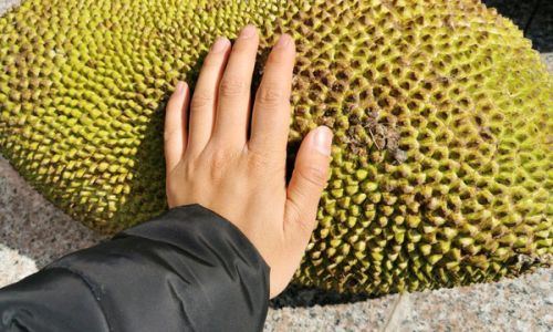 Mastering the Art of Jackfruit Peeling:Expert Tips for a Stick-Free Experience