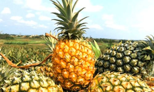 How to Tell if a Pineapple Has Gone Bad:A Comprehensive Guide to Identifying Spoilage Signs