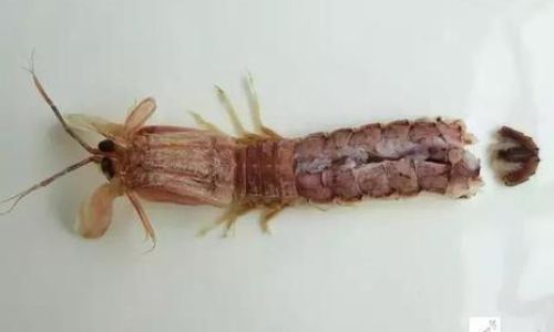 Mastering the Art of Peeling Mantis Shrimp:Expert Tips and Tricks for a Hassle-Free Experience