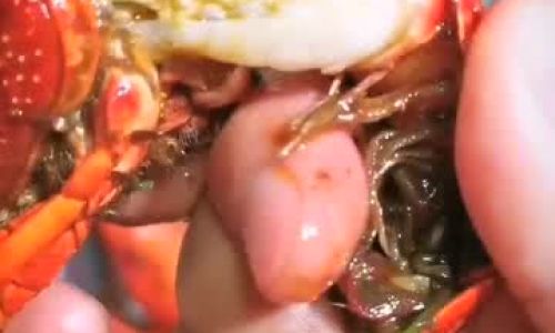 Mastering the Art of Shelling Lobster:A Step-by-Step Guide to Perfectly Prepared Seafood
