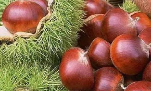 Mastering the Art of Peeling Chestnuts:A Comprehensive Guide to Effortless Shell Removal