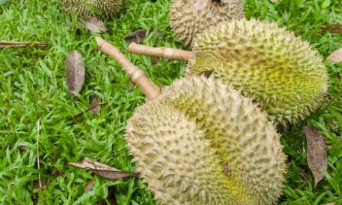Maximizing Freshness:How Long Does Peeled Durian Last in the Refrigerator?