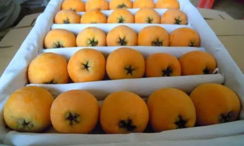 The Ultimate Guide to Preserving Peeled Loquat Flesh:Methods,Tips,and Longevity
