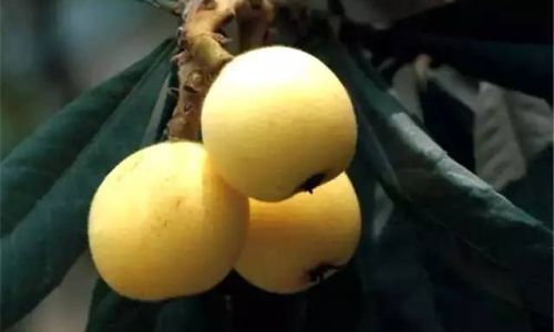 The Ultimate Guide to Preserving Peeled Loquat Flesh:Methods,Tips,and Longevity