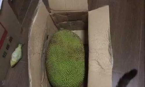 Can You Refrigerate Peeled Jackfruit?A Comprehensive Guide to Storage and Freshness