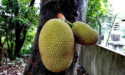 The Anatomy of Jackfruit:Beyond the Fleshy Bulbs