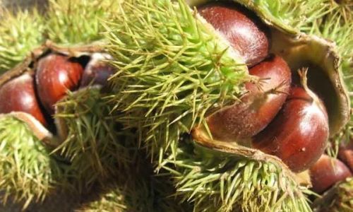 Mastering the Art of Boiling Peeled Chestnuts:A Comprehensive Guide to Perfect Cooking Times