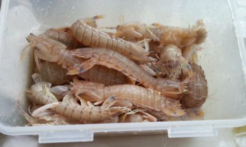 The Art of Preparing Chilled Shrimp Sashimi:A Step-by-Step Guide to Culinary Perfection