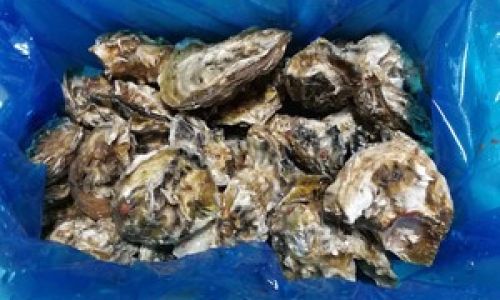 The Ultimate Guide to Crafting Authentic Chilled Oysters:A Culinary Journey from Coast to Table