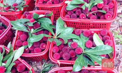 How to Craft the Perfect Chilled Plum Juice Pear:A Refreshing Summer Delight