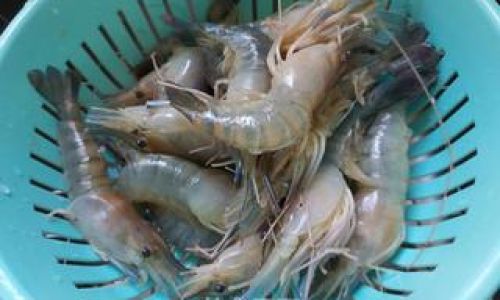 Mastering the Art of Chilled Prawns:A Step-by-Step Guide to Preparing Refreshing 罗氏虾 Delight