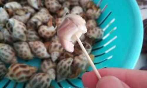 Mastering the Art of Chilled Mustard Conch with Wasabi:A Refreshing Seafood Delight