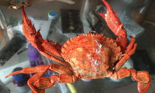 Mastering the Art of Steaming Snow Crab:Perfect Timing for Culinary Excellence