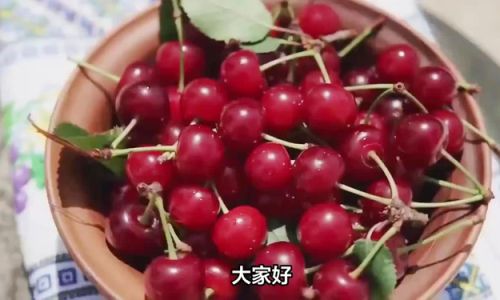 Can You Store Cherries in the Refrigerator?A Comprehensive Guide to Proper Storage and Preservation