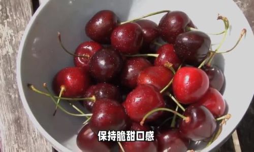 Can You Store Cherries in the Refrigerator?A Comprehensive Guide to Proper Storage and Preservation
