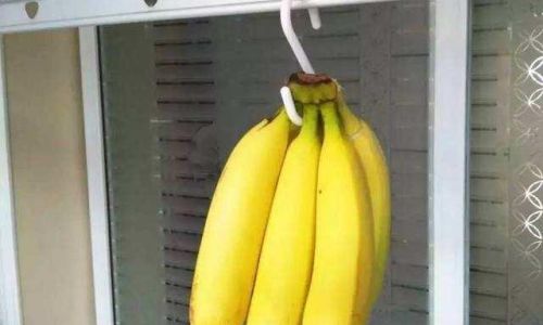 Can Bananas Be Stored in the Refrigerator?A Comprehensive Guide to Banana Storage and Preservation