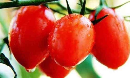The Optimal Storage of Cherry Tomatoes:To Refrigerate or Not?