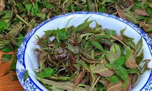 Creative Ways to Enjoy Frozen Toona Sinensis:From Freezer to Table Delights
