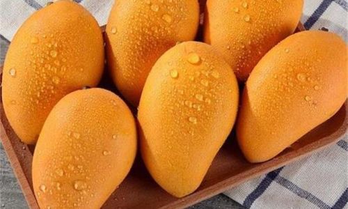 Optimizing Mango Storage:How Long Can You Keep Mangoes in the Refrigerator?