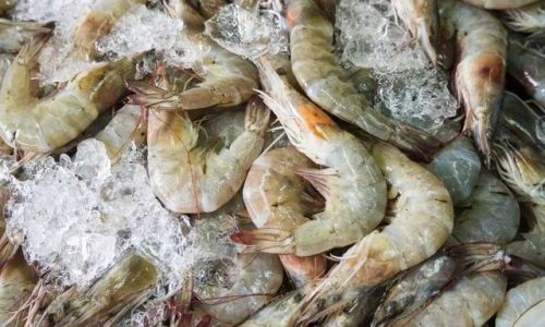 A Comprehensive Guide to Selecting the Finest Ice Shrimp:Tips,Tricks,and Expert Advice