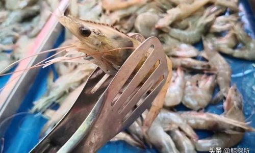 A Comprehensive Guide to Selecting the Finest Ice Shrimp:Tips,Tricks,and Expert Advice