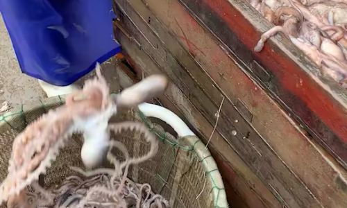 Mastering the Art of Cooking Frozen Octopus:Tips,Techniques,and Delicious Recipes