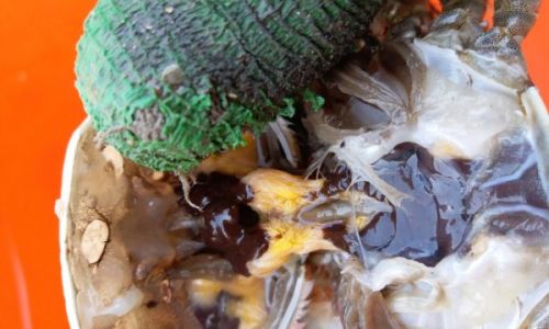 Can You Eat Ice Powder After Leaving It Overnight?A Comprehensive Guide to Safety and Storage