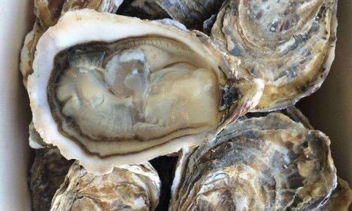 How to Determine the Viability of Frozen-Transported Oysters:A Comprehensive Guide