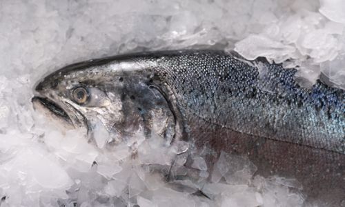 Can You Eat Thawed Frozen Fish Directly?A Comprehensive Guide to Safe Consumption