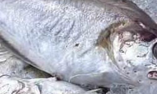 Mastering the Art of Cooking Frozen Red Snapper:Tips,Techniques,and Delicious Recipes