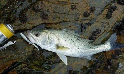 Mastering the Art of Cooking Frozen Sea Bass:A Comprehensive Guide to Delicious and Healthy Meals