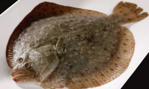 Mastering the Art of Cooking Frozen Turbot:Delicious Recipes and Expert Tips
