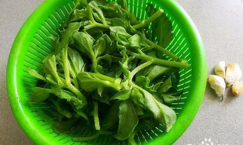 Mastering the Art of Cooking Ice Plant:Delicious Stir-Fry Recipes and Techniques