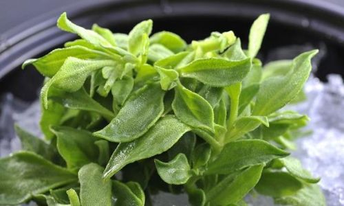 Can Ice Plant Be Stir-Fried?A Comprehensive Guide to Cooking This Crisp,Saline Delight