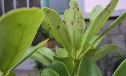 Understanding the Causes of Leaf Drop in Croton Plants Codiaeum variegatum)A Comprehensive Guide