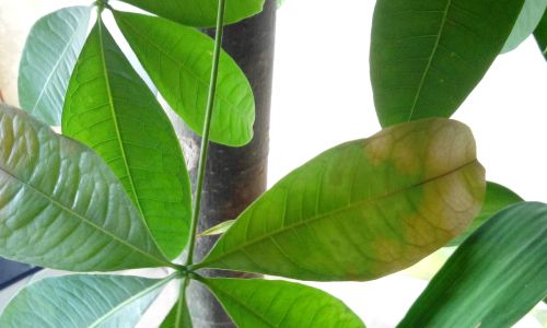 Understanding the Causes of Leaf Drop in Croton Plants Codiaeum variegatum)A Comprehensive Guide