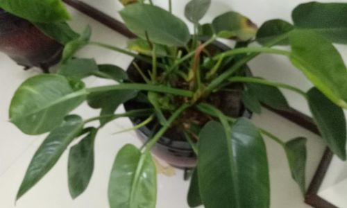 Understanding the Causes of Leaf Drop in Croton Plants Codiaeum variegatum)A Comprehensive Guide