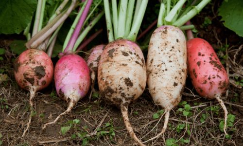 From Crunchy Snacks to Gourmet Delights:Exploring the Versatile World of Radish Cuisine